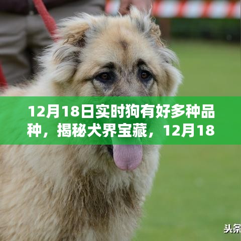 揭秘犬界寶藏，犬類品種的多樣性與實時了解（12月18日）