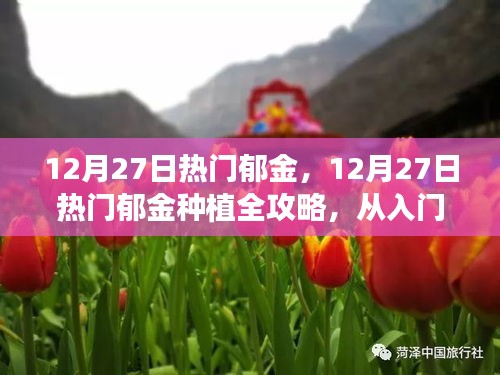 12月27日熱門郁金種植指南，從入門到精通的全面步驟