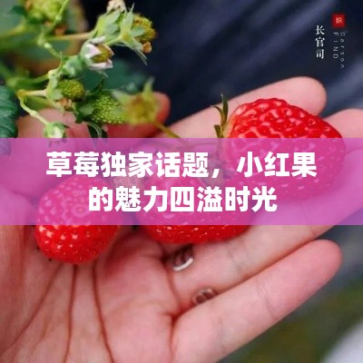 草莓獨家話題，小紅果的魅力四溢時光