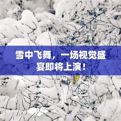 雪中飛舞，一場視覺盛宴即將上演！