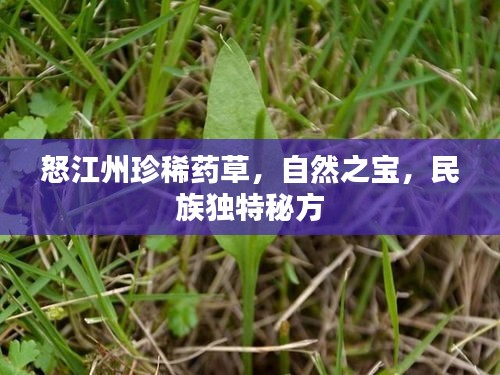 怒江州珍稀藥草，自然之寶，民族獨特秘方