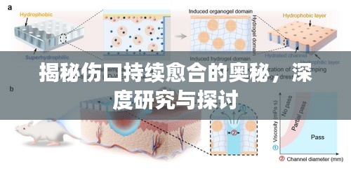 揭秘傷口持續(xù)愈合的奧秘，深度研究與探討