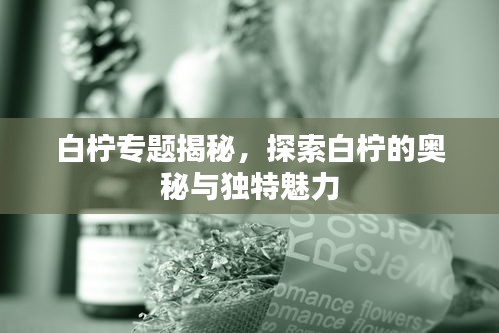 白檸專題揭秘，探索白檸的奧秘與獨(dú)特魅力