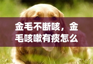 金毛不斷咳，金毛咳嗽有痰怎么治療 