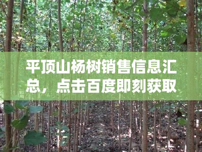 平頂山楊樹銷售信息匯總，點(diǎn)擊百度即刻獲??！