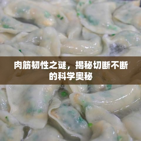 肉筋韌性之謎，揭秘切斷不斷的科學(xué)奧秘