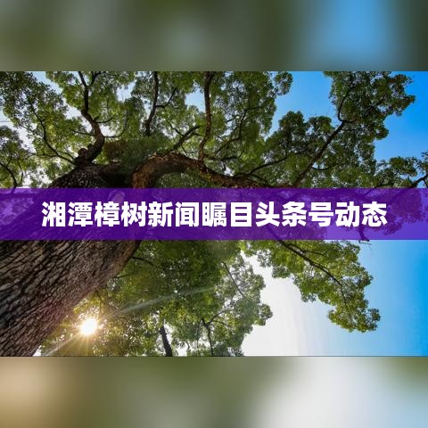 湘潭樟樹新聞矚目頭條號(hào)動(dòng)態(tài)