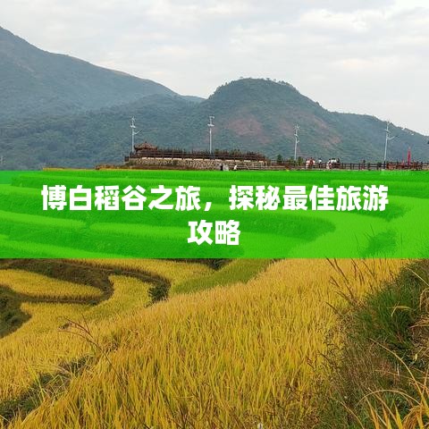 博白稻谷之旅，探秘最佳旅游攻略