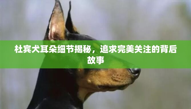 杜賓犬耳朵細節(jié)揭秘，追求完美關注的背后故事