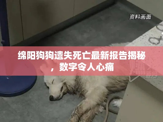 綿陽狗狗遺失死亡最新報告揭秘，數(shù)字令人心痛