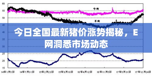 今日全國最新豬價漲勢揭秘，E網(wǎng)洞悉市場動態(tài)