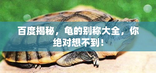 百度揭秘，龜?shù)膭e稱大全，你絕對想不到！