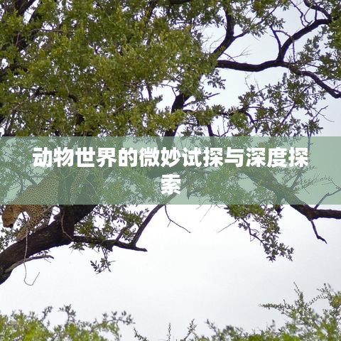 動(dòng)物世界的微妙試探與深度探索