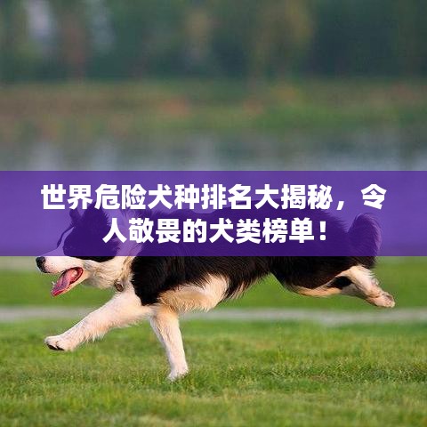 世界危險(xiǎn)犬種排名大揭秘，令人敬畏的犬類榜單！