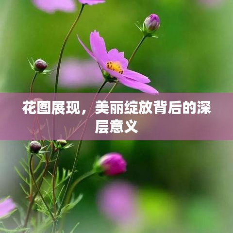 花圖展現(xiàn)，美麗綻放背后的深層意義