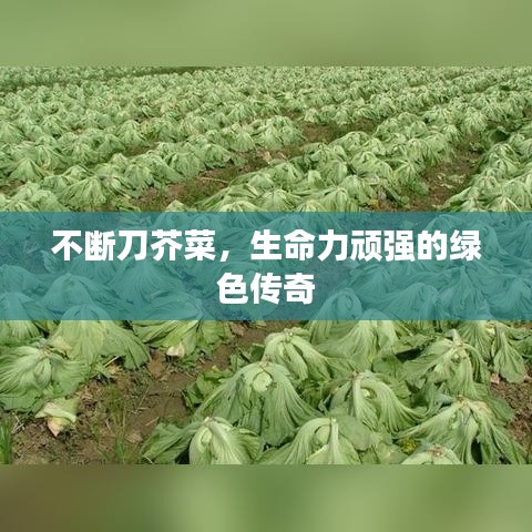 不斷刀芥菜，生命力頑強(qiáng)的綠色傳奇