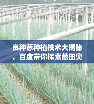 良種蔥種植技術(shù)大揭秘，百度帶你探索蔥田奧秘！