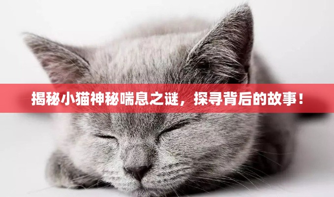 揭秘小貓神秘喘息之謎，探尋背后的故事！