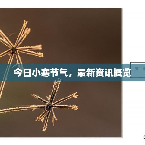 今日小寒節(jié)氣，最新資訊概覽