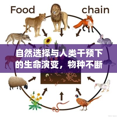 自然選擇與人類干預(yù)下的生命演變，物種不斷進(jìn)化的奧秘探索