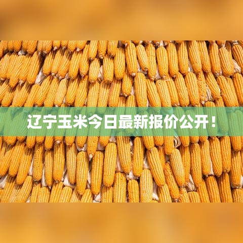 遼寧玉米今日最新報價公開！
