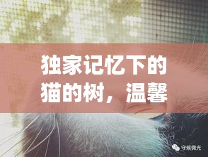 獨(dú)家記憶下的貓的樹，溫馨故事等你探索