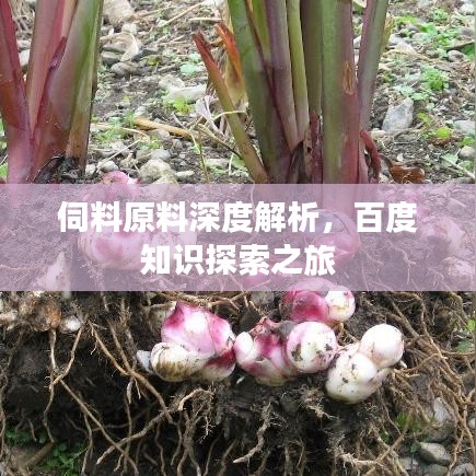 伺料原料深度解析，百度知識探索之旅