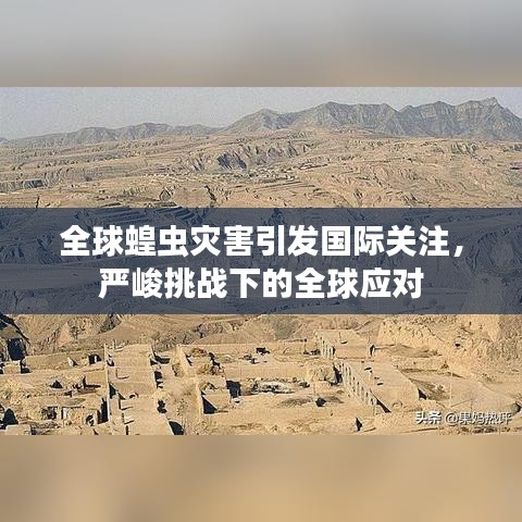 全球蝗蟲災(zāi)害引發(fā)國(guó)際關(guān)注，嚴(yán)峻挑戰(zhàn)下的全球應(yīng)對(duì)